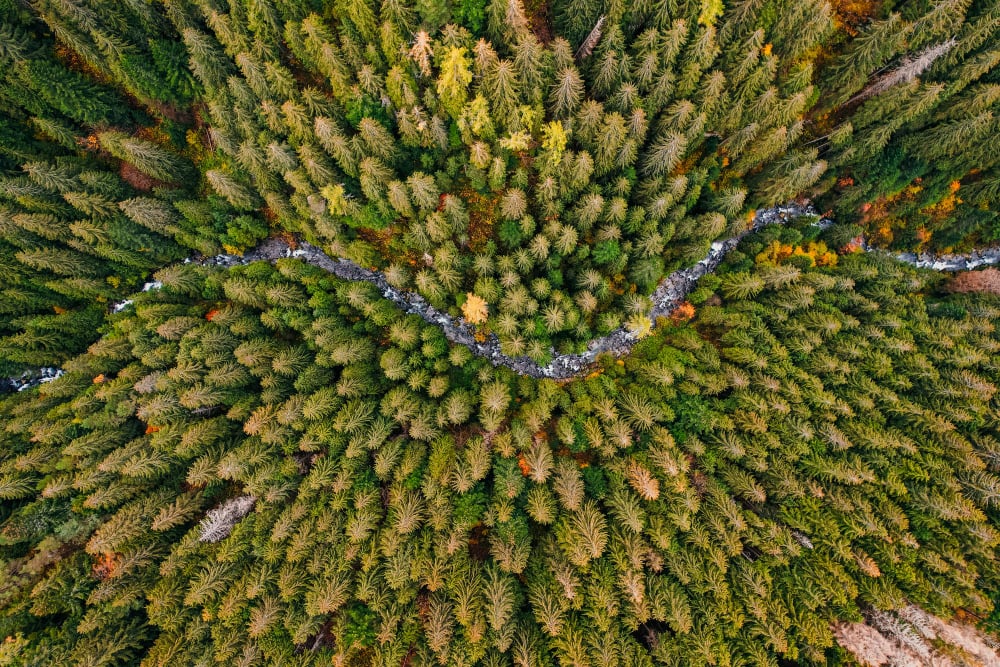 Image without alt